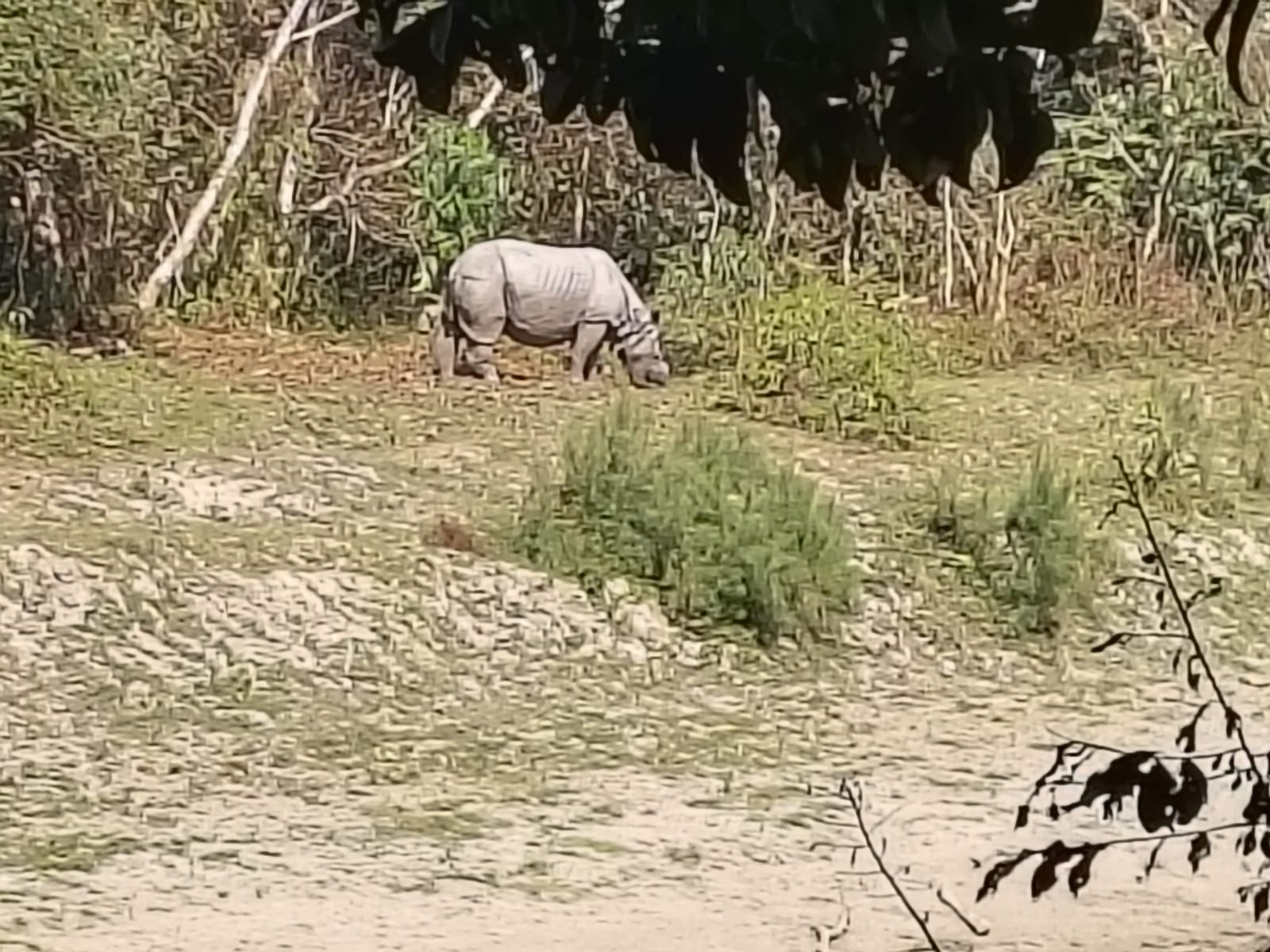 Kaziranga Jeep Safari Experience | A Real Assam Meghalaya Trip Day 2