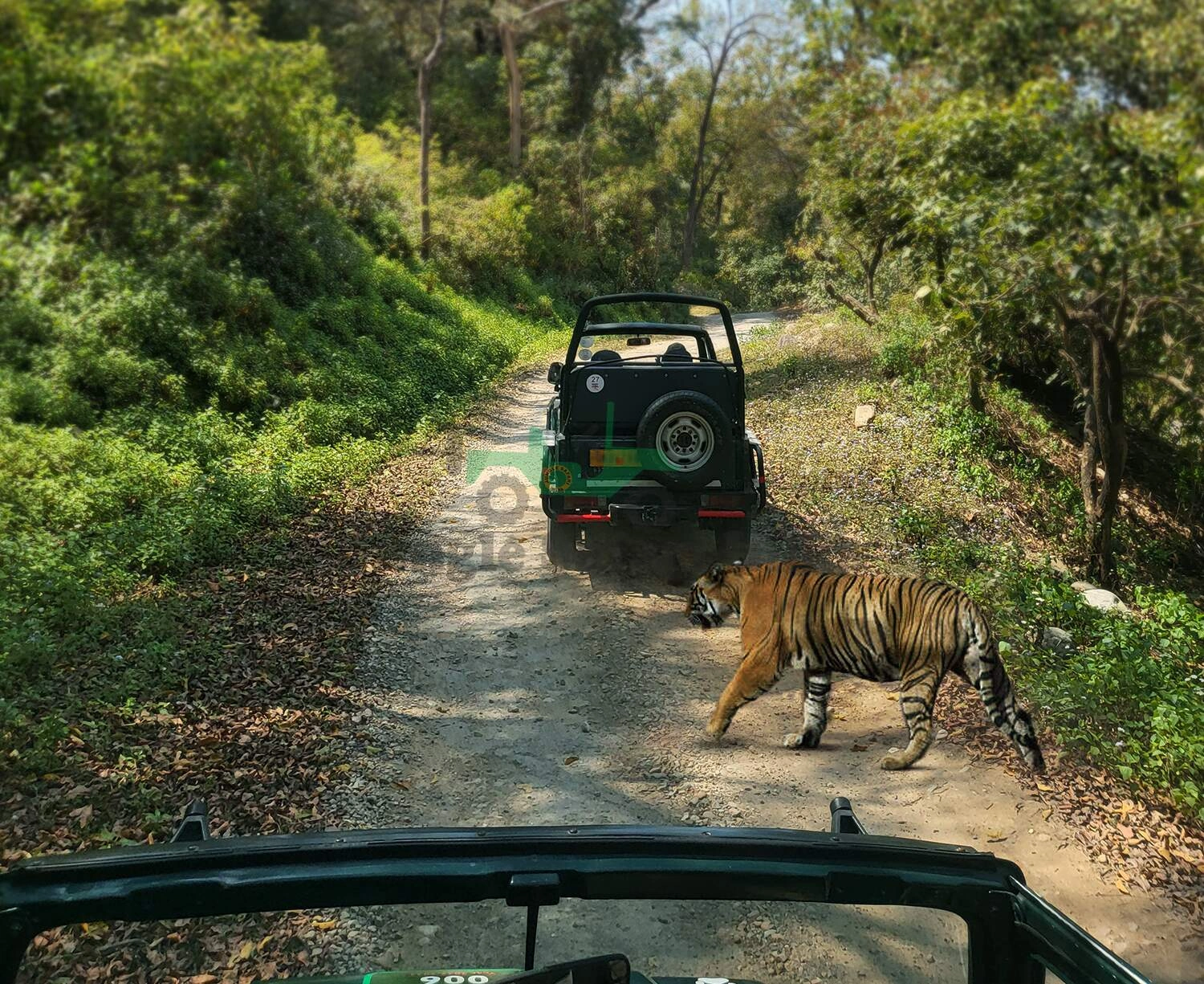 Jaipur to Ranthambore day trip: a complete 2026 guide