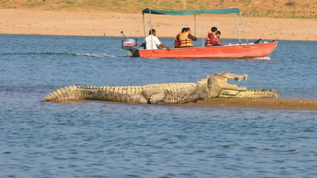 Boat safari on the Chambal River near Palighat, Ranthambore