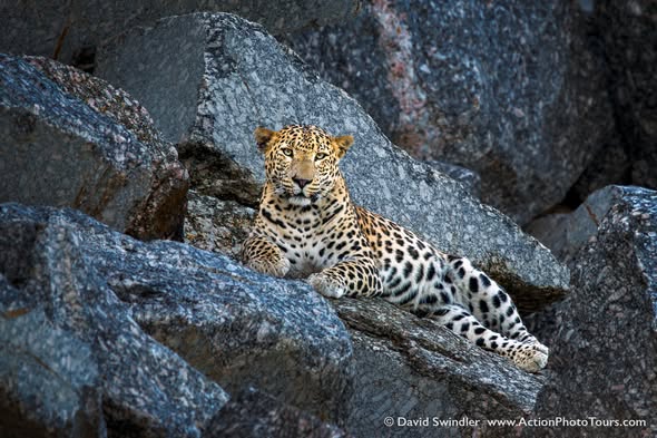 Jawai leopard safari from Udaipur: complete 2026 guide