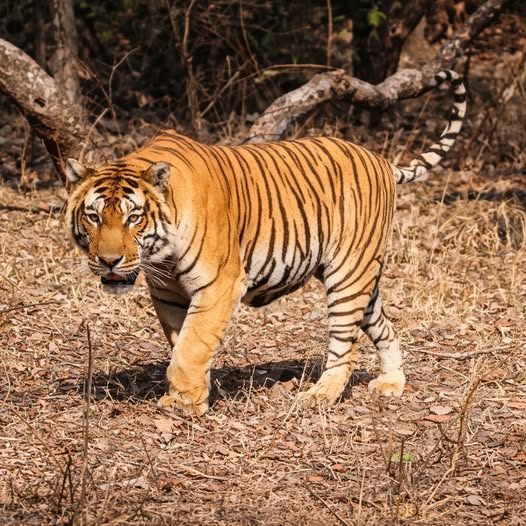  Bengal tiger sighting during a Ranthambore safari guide tour