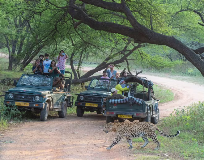 Open jeep on a Jawai leopard safari Open jeep on a Jawai leopard safari through granite hills at sunrise