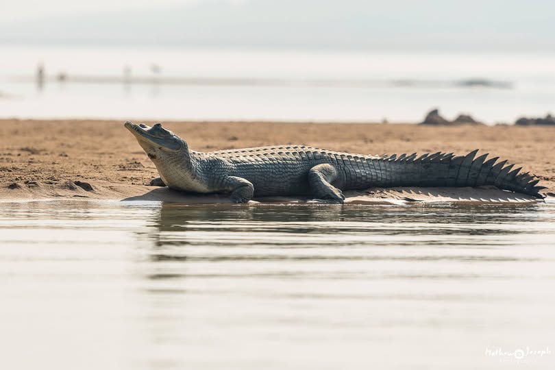 Gharial resting on a sandbank during a gharial safari from Ranthambore