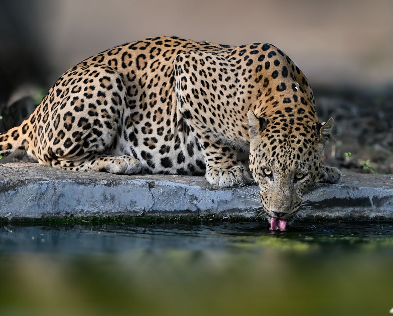 Jawai leopard safari guide for first-time visitors