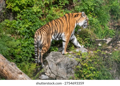 Bengal tiger in a natural rocky habitat during Nahargarh safari Jaipur