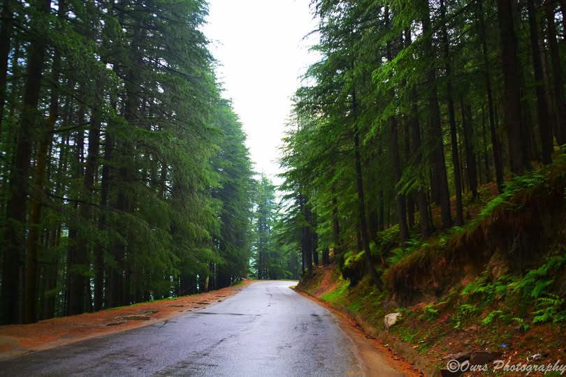A winding mountain road through dense deodar forest between Shimla and Kufri, Himalayan Pradesh landscape. The scenic road on a Kufri day trip from Shimla