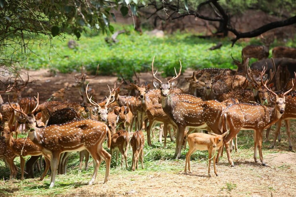 Chail-Wildlife-Sanctuary-Himachal2 Forest trail in Chail Wildlife Sanctuary near Shimla