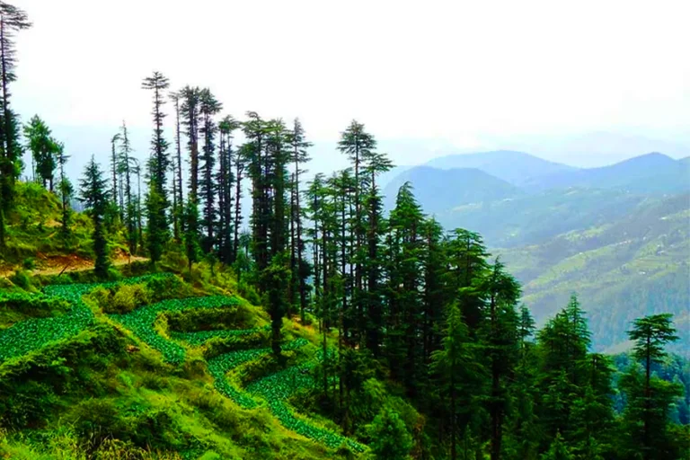 Mahasu-Peak-768x512 Himalayan Nature Park, a highlight of things to do in Kufri