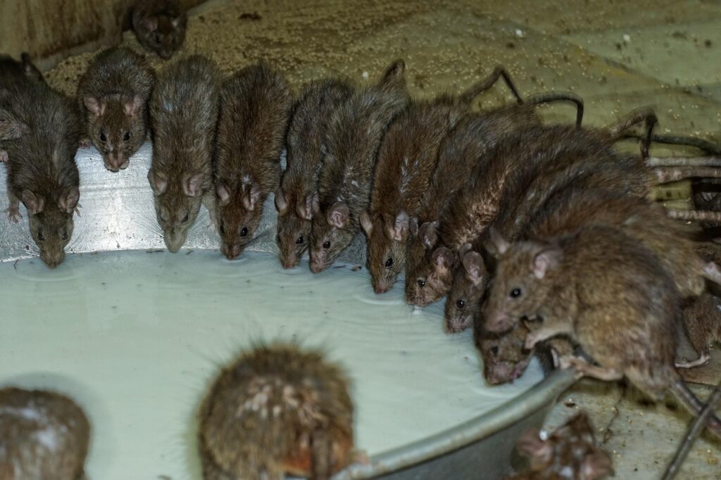 rodent, mammal, animal, cute, rats, milk, karni-mata-temple, creature, india, deshnok