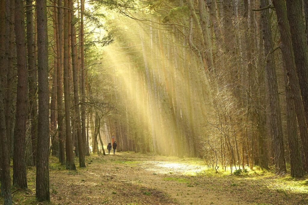forest, trees, sunlight, the path, the road in the forest, track, nature, landscape, walk in the woods, forest road, hiking trail, couple on a walk, walk, couple together, relation, relaxation, oxygenate, rest, fresh air, the mask, covid, sunset, close up, forest, hiking trail, hiking trail, walk, relation, relation, rest, rest, fresh air, fresh air, fresh air, fresh air, fresh air Forest walk near Naldehra golf course