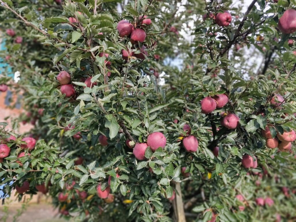 kotgarh and the Apple Orchard Landscape Seasonal Apple orchad in Kotgarh