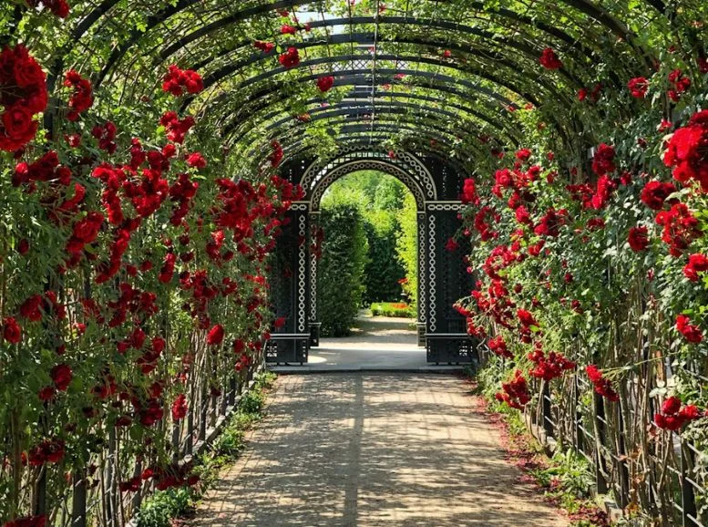  Zakir Hussain Rose Garden, one of the best Chandigarh tourist places