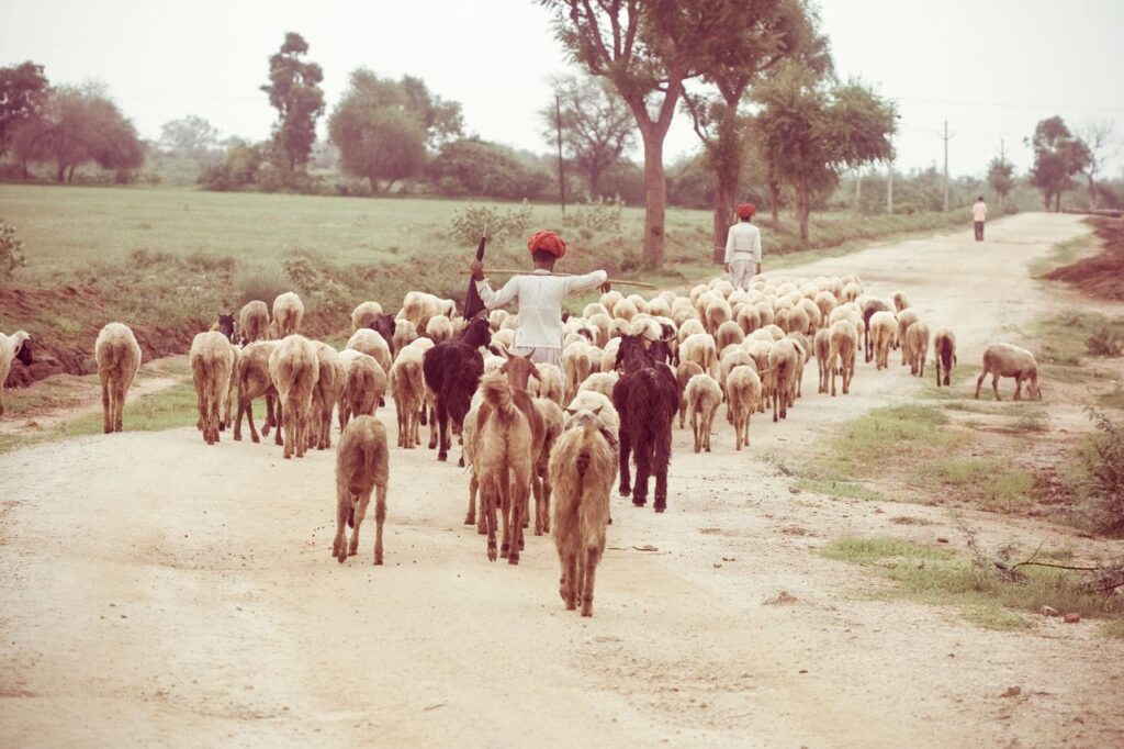 A traditional Indian shepherd guides a flock of sheep along a rural road in Sheoganj, Rajasthan.