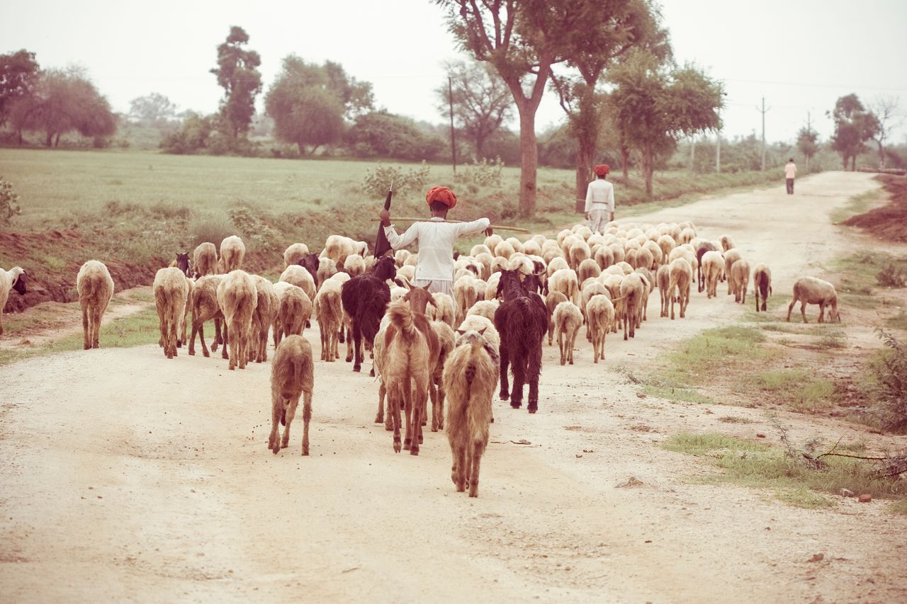 Bishnoi village: Day Trip from Jodhpur 2026 guide