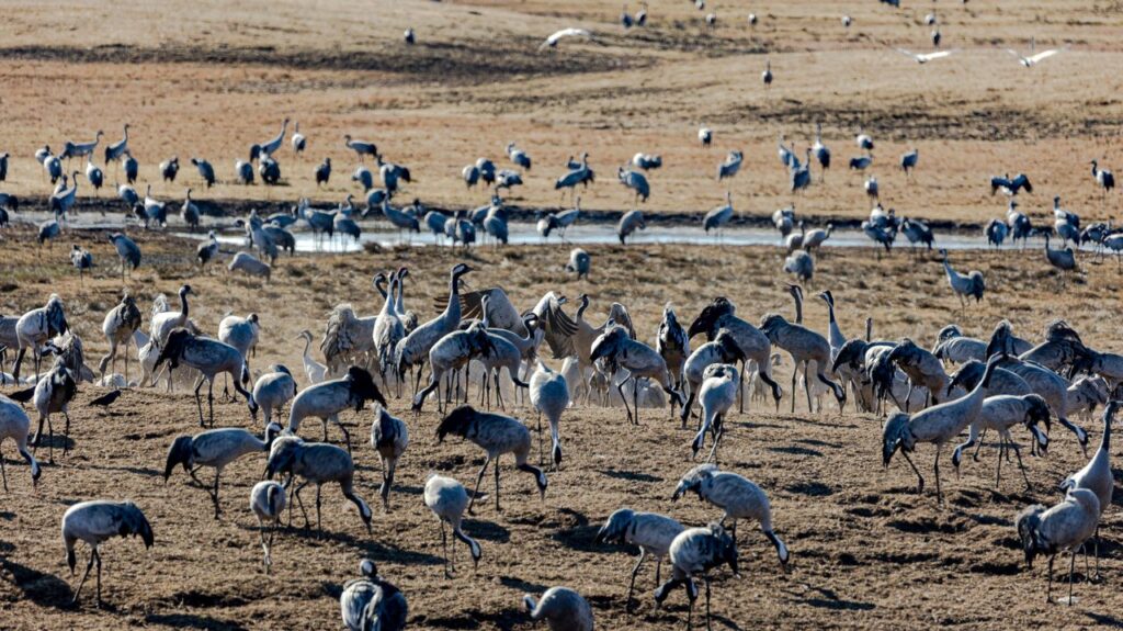 Migratory birds and blackbuck at Guda Bishnoi Lake near Jodhpur
