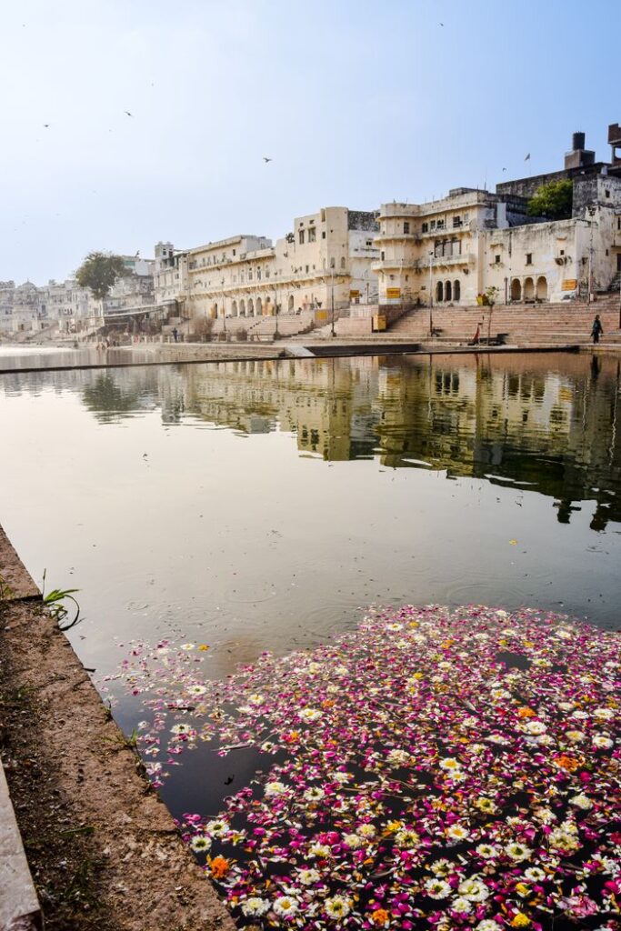 Serene reflection of buildings in Pushkar Lake with floating flowers.