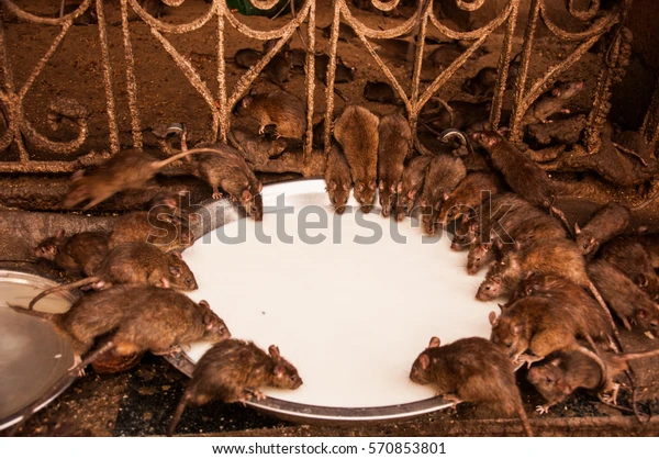 photograph of black rats gathered near a temple floor with milk offerings in small metal bowls, Karni Mata Temple Deshnok Sacred rats at Karni Mata Temple, the highlight of any Deshnok day trip from Bikaner