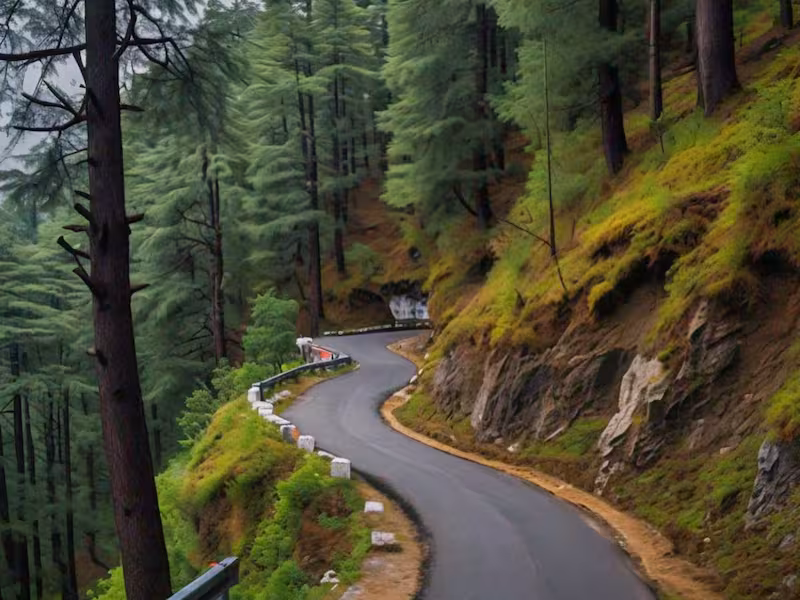 road-trip-to-chail Shimla to Chail route through deodar forest on a Chail day trip from Shimla