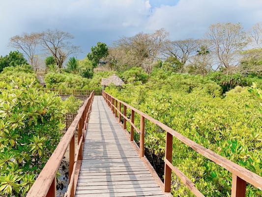  Rangat sightseeing along the Dhani Nallah mangrove boardwalk