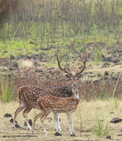 514641879_23886215314340150_2980476464508380236_n Spotted deer walking near ruins on Netaji Subhas Chandra Bose Dweep