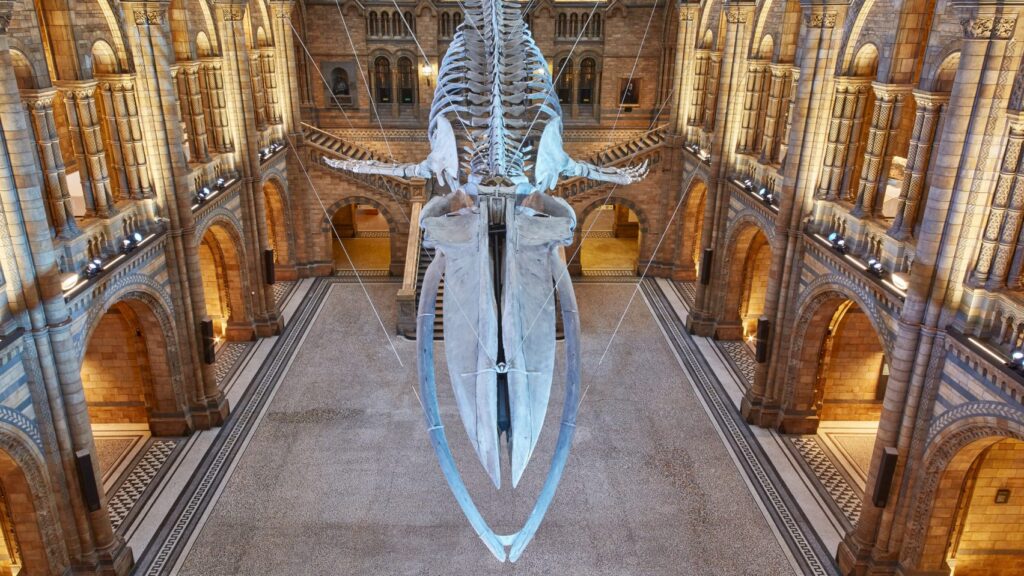 natural-history-museum-interiors-cultural_dezeen_hero Whale skeleton display inside a marine museum in Port Blair, Andaman