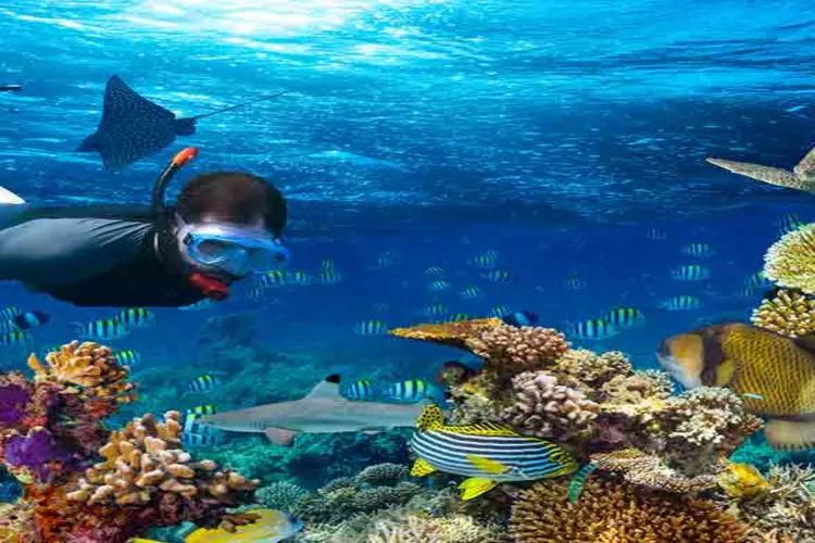 snorkeling-in-elephant-beach-featured-750x500 Shallow coral reef at Elephant Beach, a top snorkelling spot among places to visit in Havelock Island